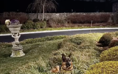 K-9 Sgt. Lanzer on Camouflage